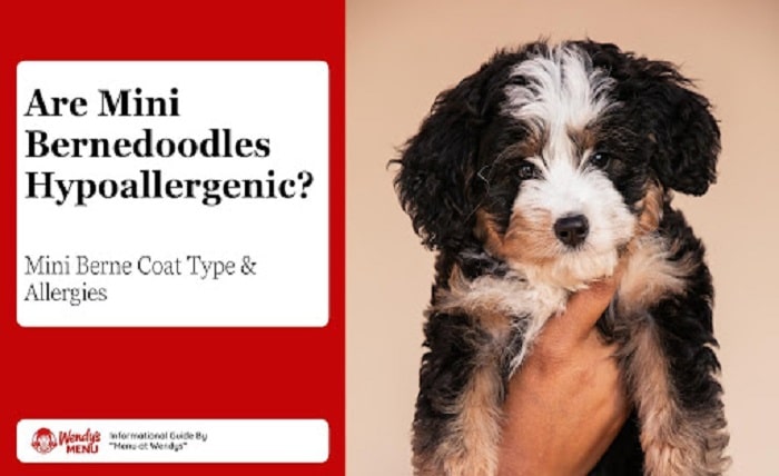 Bernedoodles Hypoallergenic